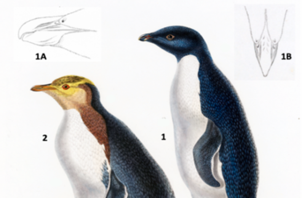 Sketches of some penguins during the D’Urville expedition
