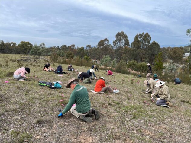 Volunteers removing tagged weeds in lower grassland of Black Mountain