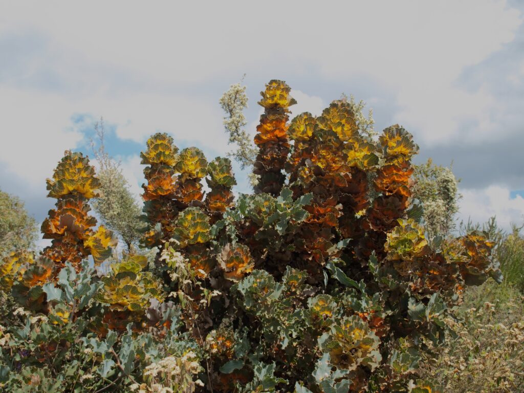Professor Marcel Cardillo ‘Grevillea/Hakea: the story of a remarkable evolutionary radiation’