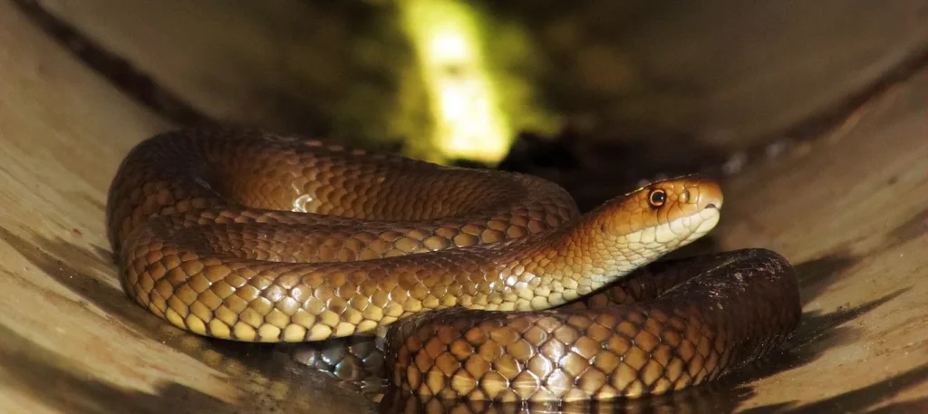 Dr Gavin Smith ‘Some reflections from a decade of working with and learning from one of Australia’s most misunderstood snakes’