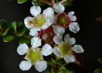 Kardomia sylvestris (endangered) from southern Qld