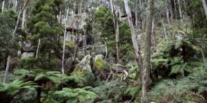 Mt Cole State Forest