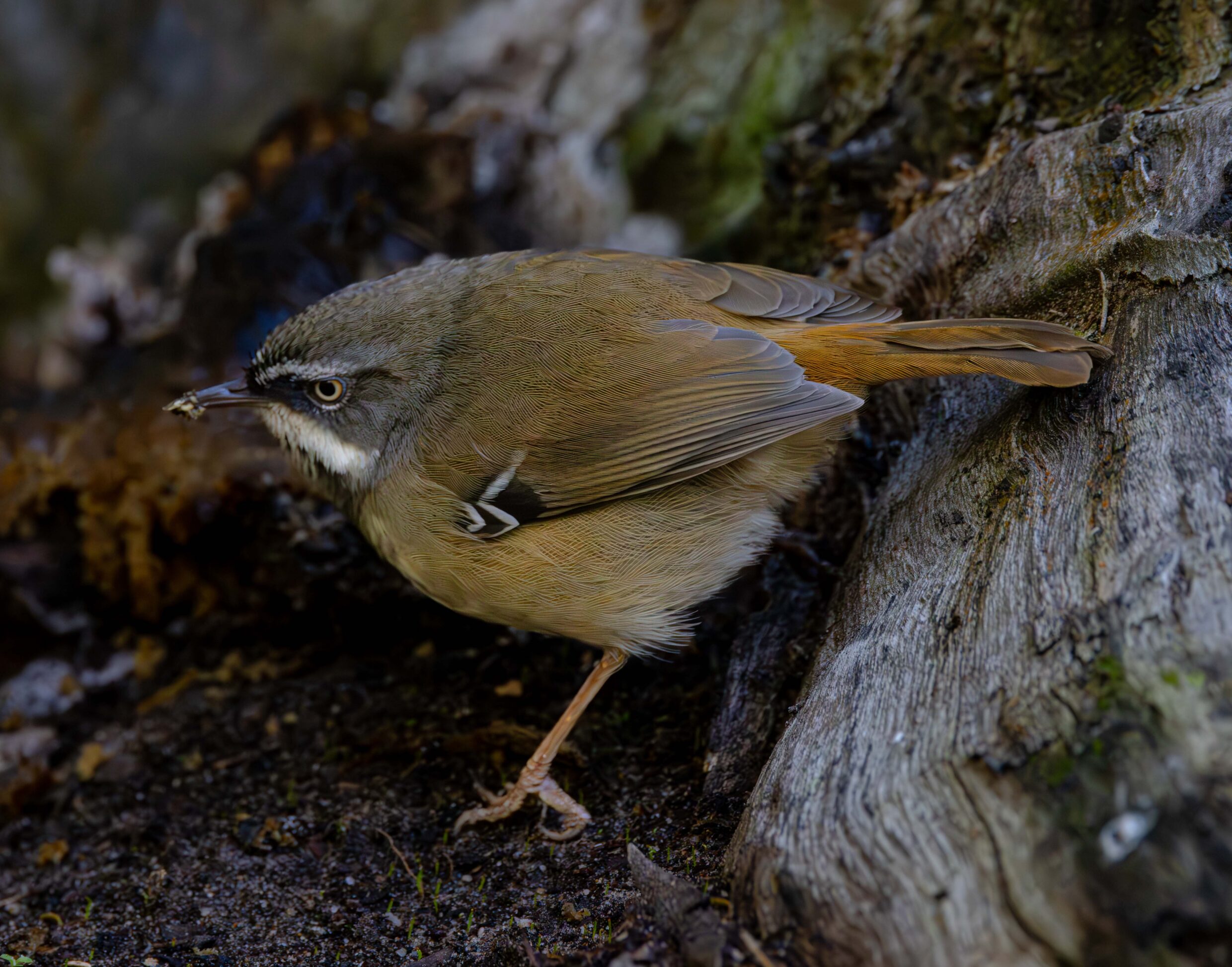White browed scrub wren Richard Arculus