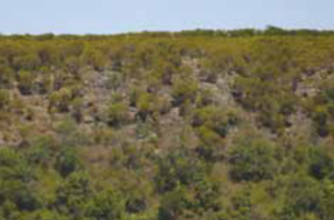 A dense shrubland to five metres tall. It occurs on dry rocky ridges on volcanic soils. The main occurrences are known from dunmore, Jamberoo Valley and Killalea State Park.