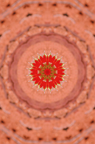 Altered Reality First Prize - Theo Spasov, Telopea Park School - Desert Pea Mandala