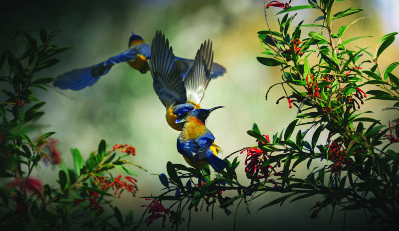 Altered Reality Third Prize - Dahamdith Subasinghe Mudiyanselage, Canberra College – Momentum