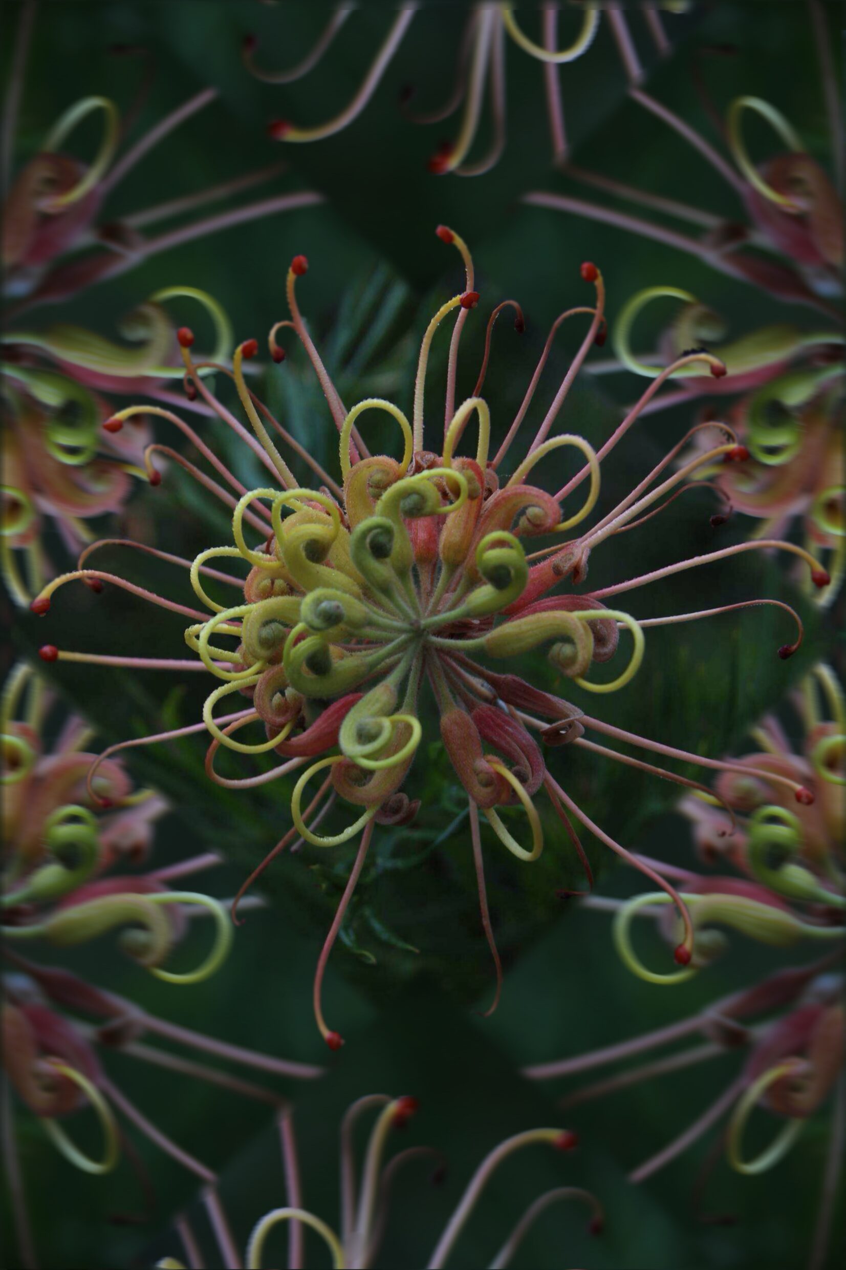 Altered Reality Highly Commended - Courtney Lanza, UC Senior Secondary College Lake Ginninderra – Spiral