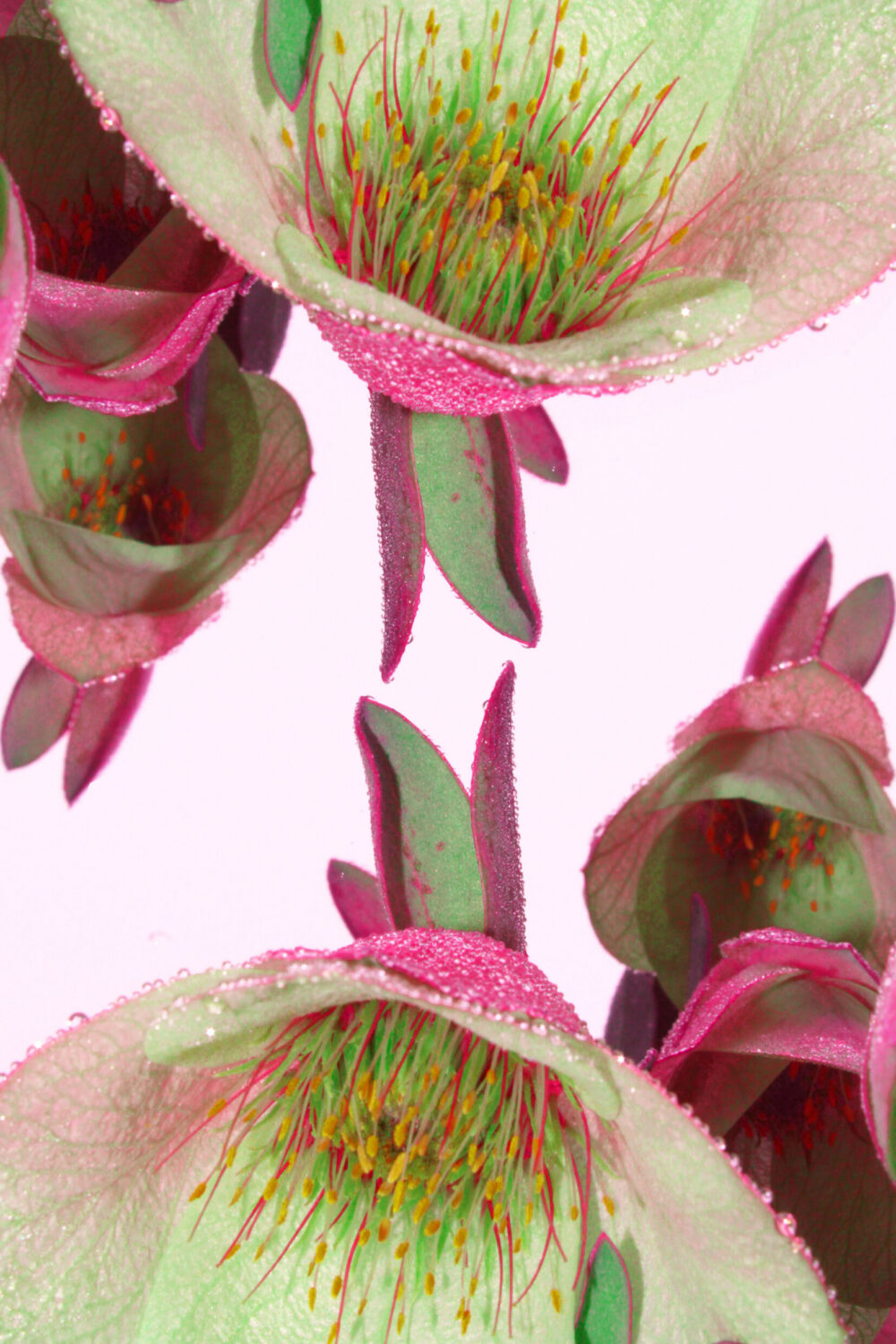 Altered Reality Highly Commended - Jade McKeon, UC Senior Secondary College Lake Ginninderra - Floral Reflections