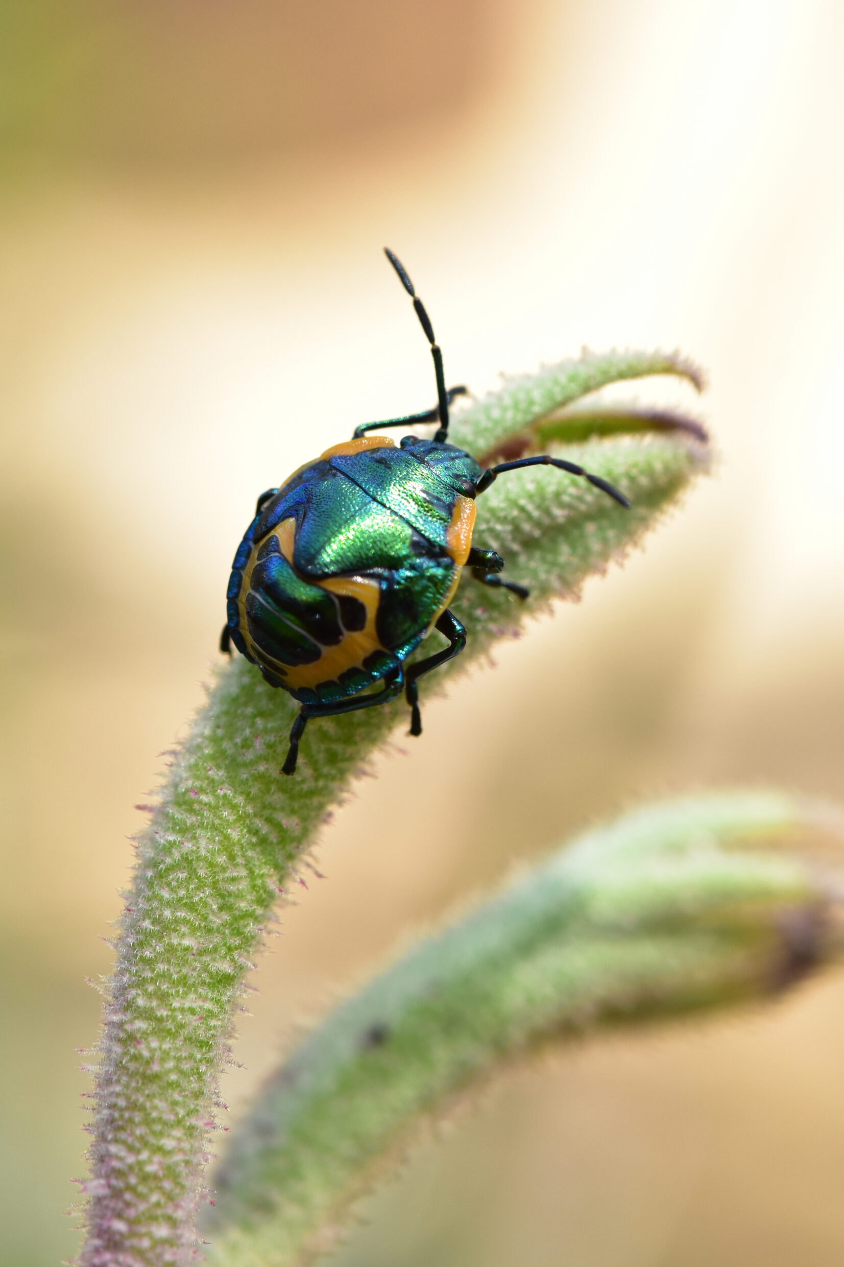 Primary Colour First Prize William He Jewel Beetle