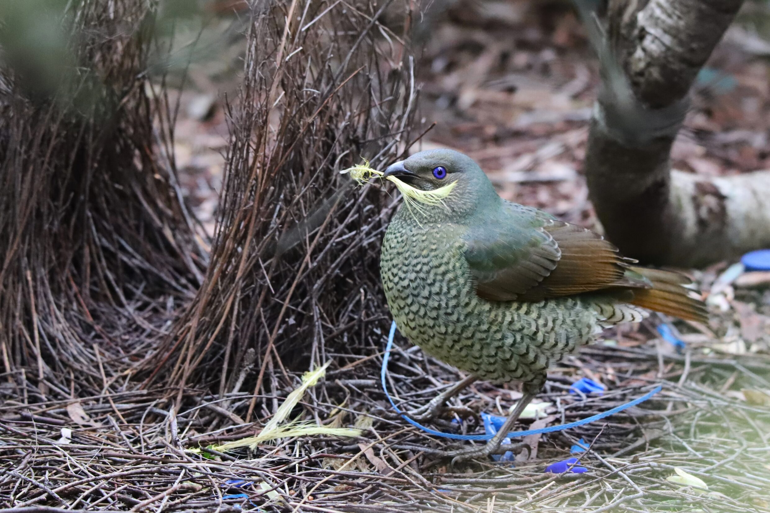 Primary Colour Second Prize Beatrix Jameson Bower Bird's Favourite Find