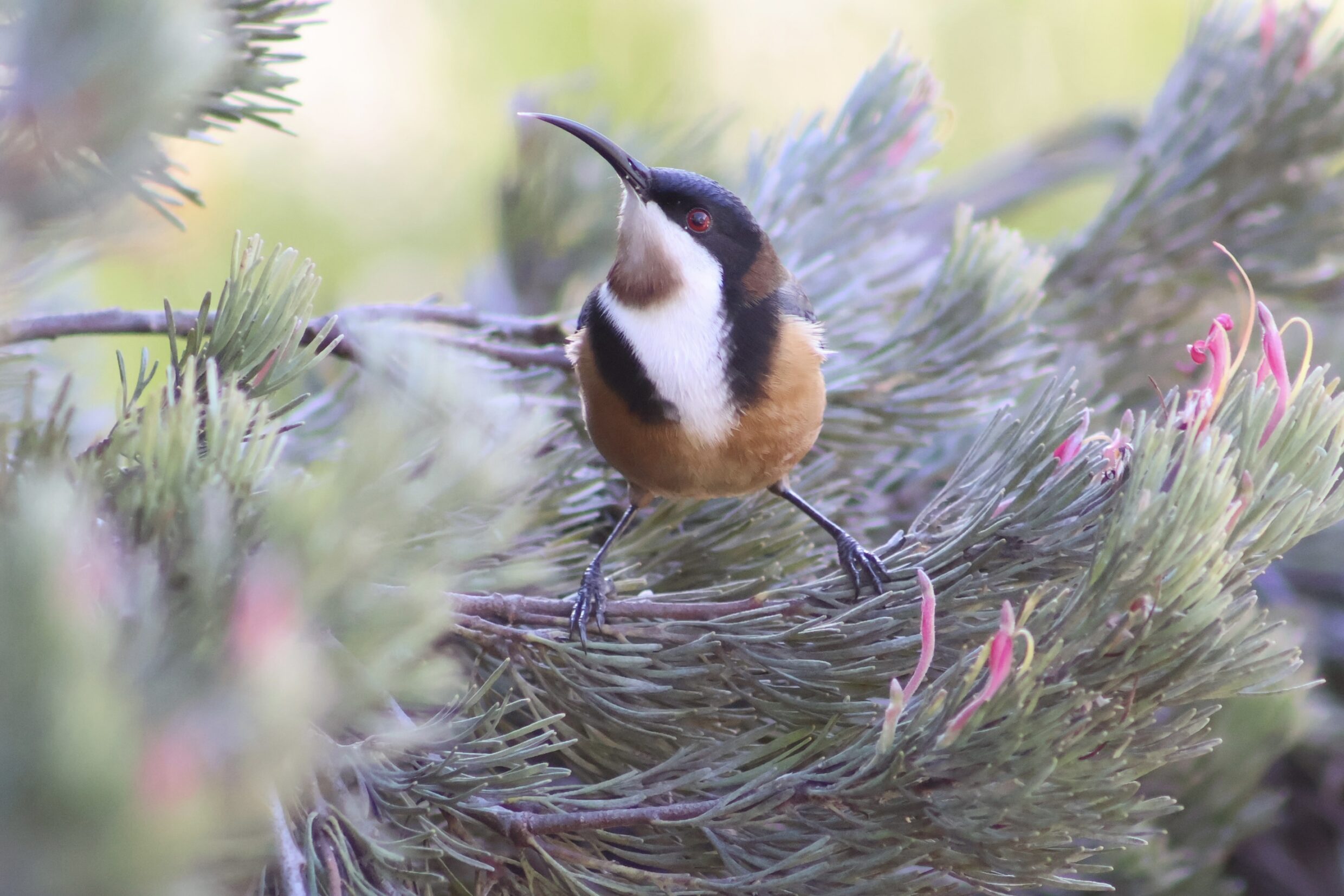 Primary Colour Third Prize Ainslie Couvée Spectacular Spinebill