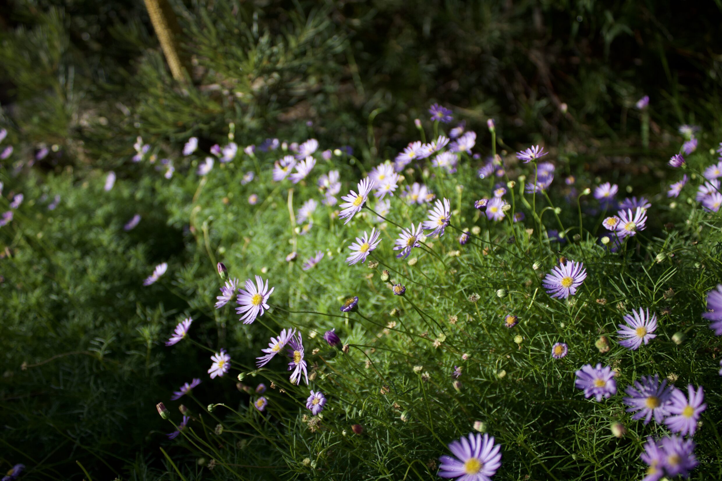 Primary Colour Commended Mako Takakusagi Tiny Purple Stars in Green