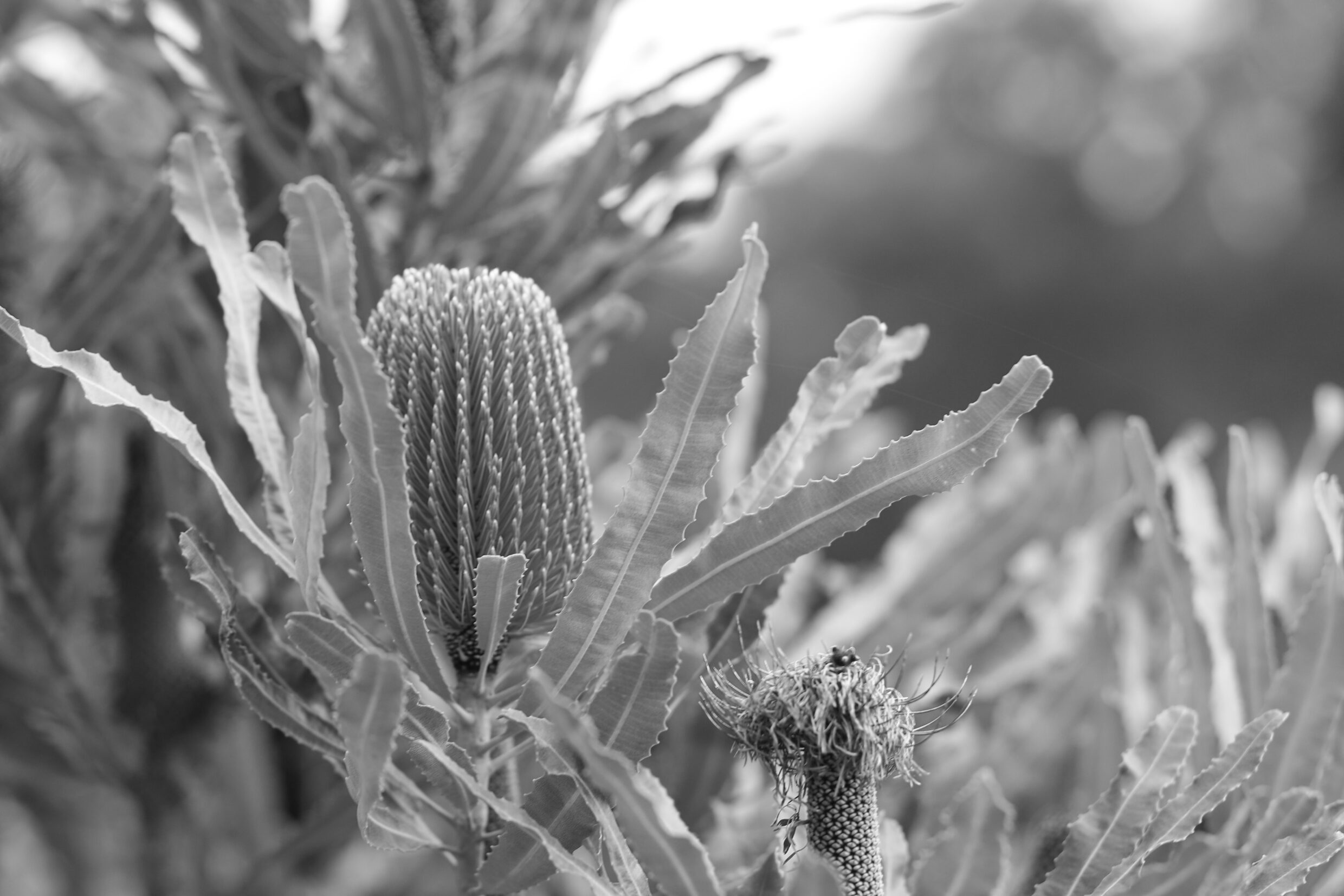Primary Monochrome First Prize - Beatrix Jameson, Weetangera Primary School - Banksia Menziesii