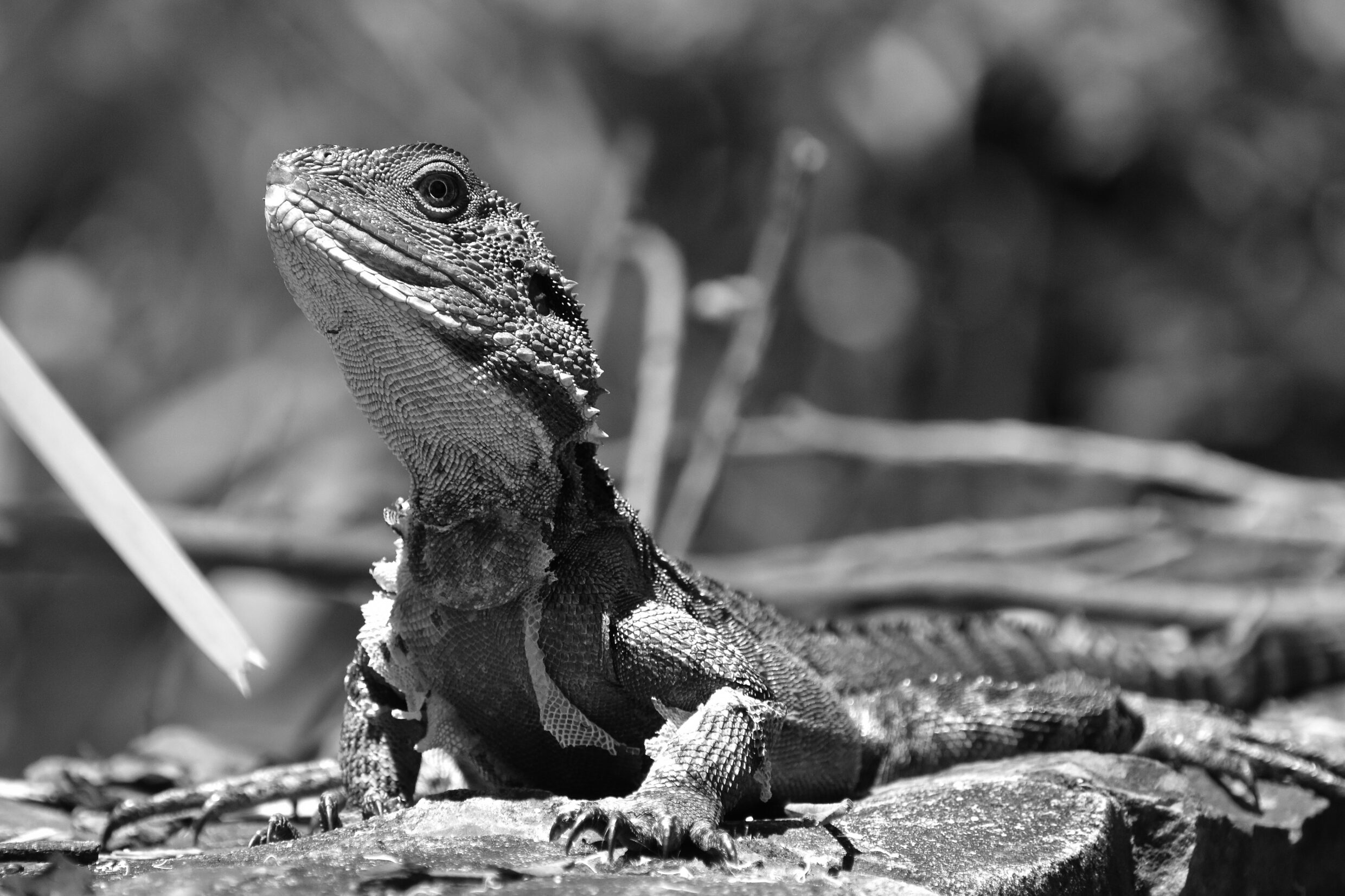 Primary Monochrome Second Prize - William He, Heathmont East Primary School - Portrait of Water Dragon