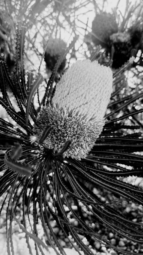 Primary Monochrome Third Prize - Sri Ananya Muralidharan, Brindabella Christian College - Nature's Crown