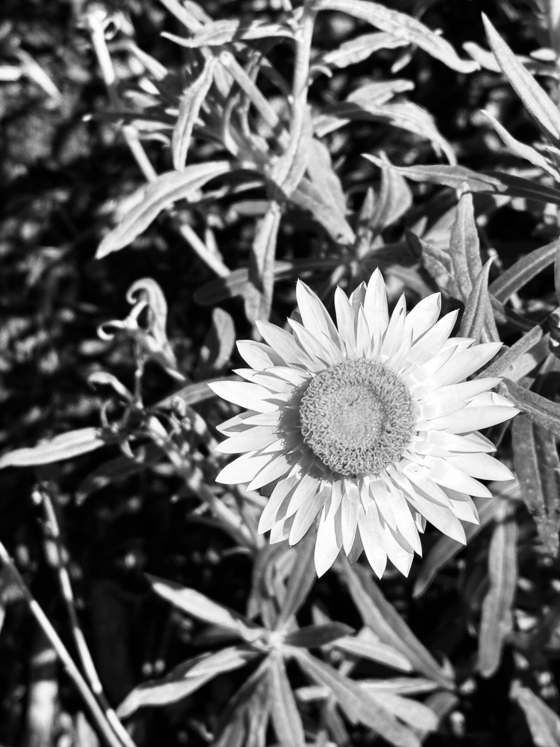 Primary Monochrome Commended - Noah Jeeawody, Marist College Canberra - A Delightful Day-sy in the Gardens