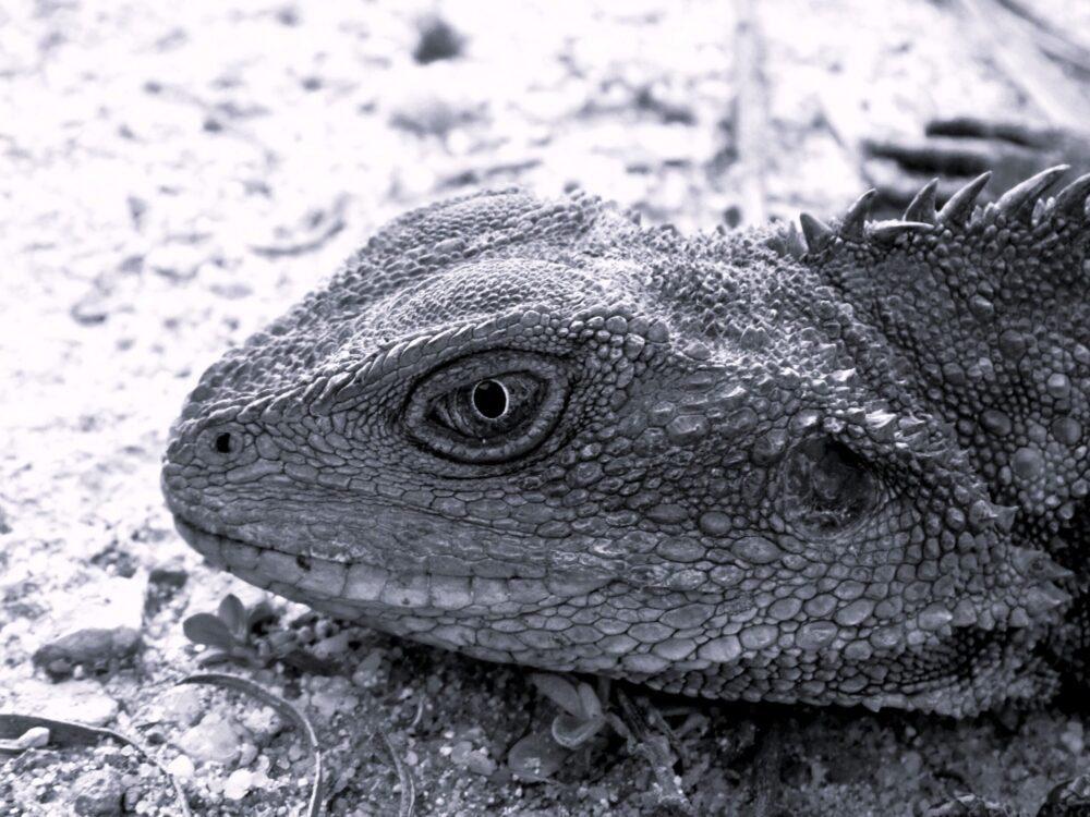 Primary Monochrome Highly Commended - Caitlin Gray, Namadgi School - The Dragon's Death Stare