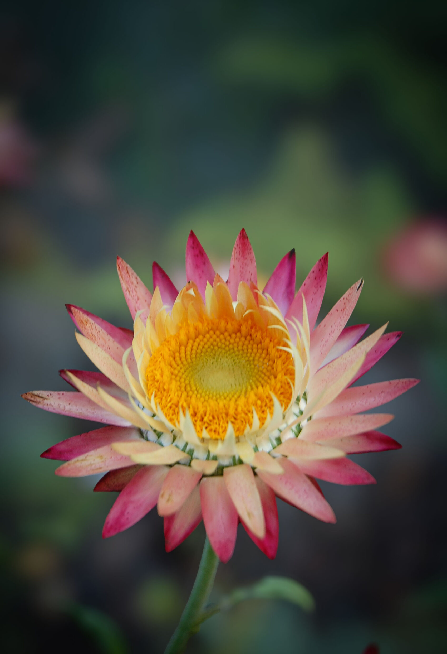 Secondary Colour Second Prize - Poppy Henderson, Canberra College - Anthesis