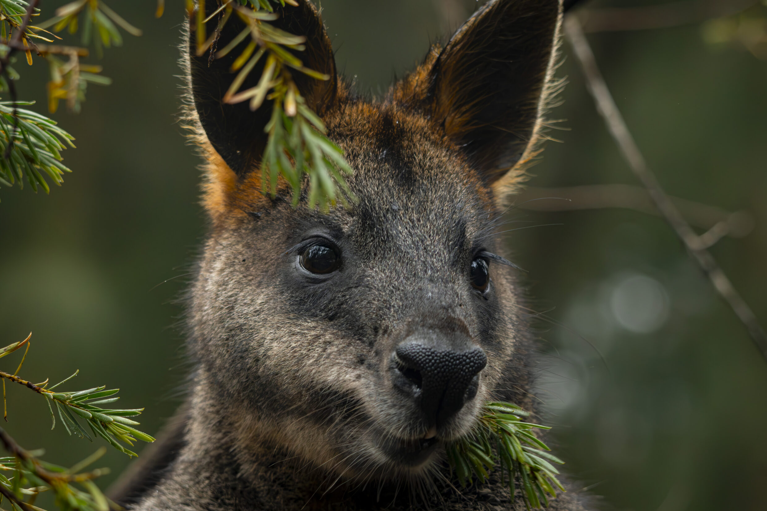 Secondary Colour Third Prize - Zach Haynes, UC Senior Secondary College Lake Ginninderra - Hungry Wallaby