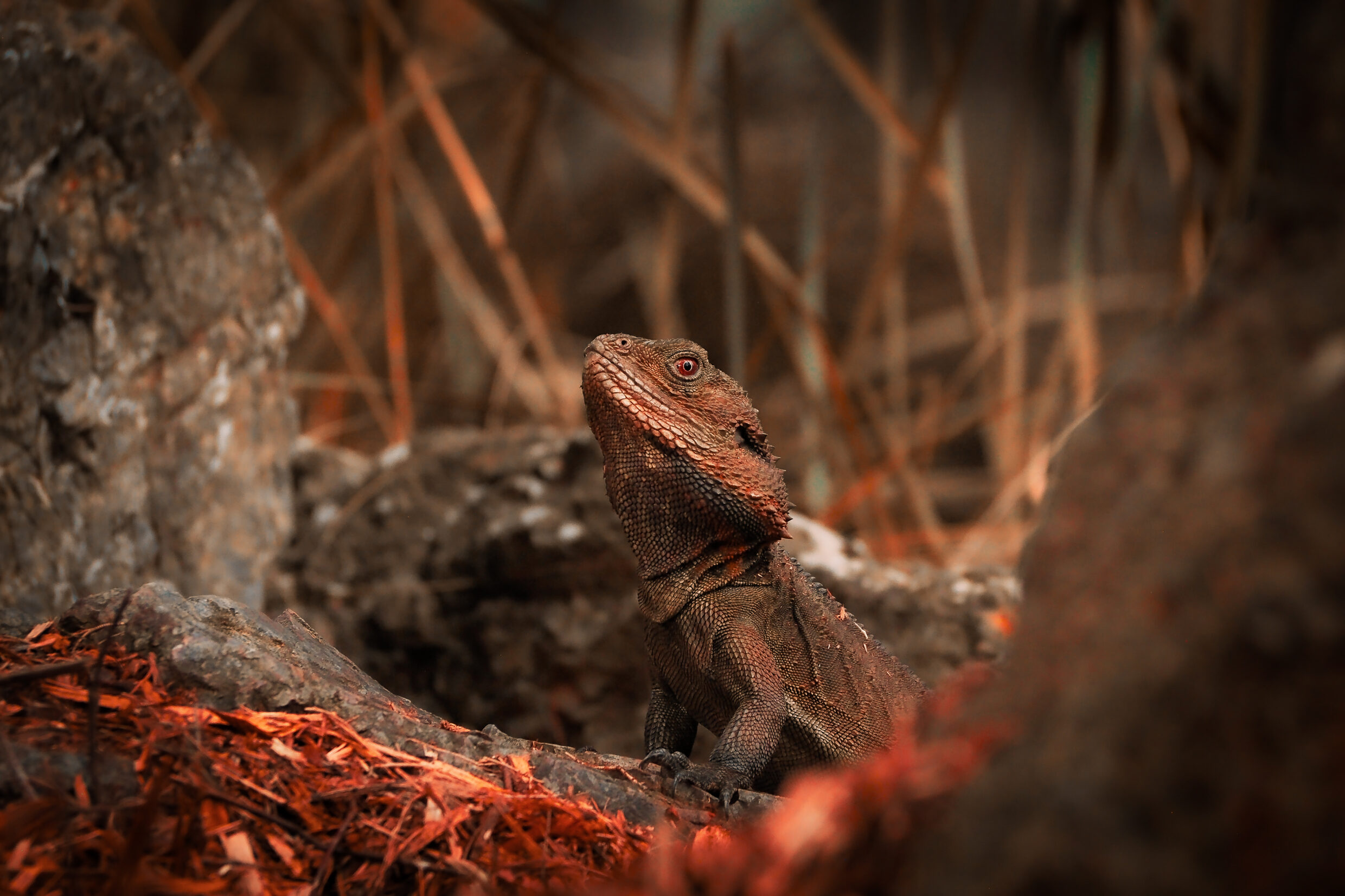Secondary Colour Commended - Jordan Smith, Canberra College - The Silent Guardian