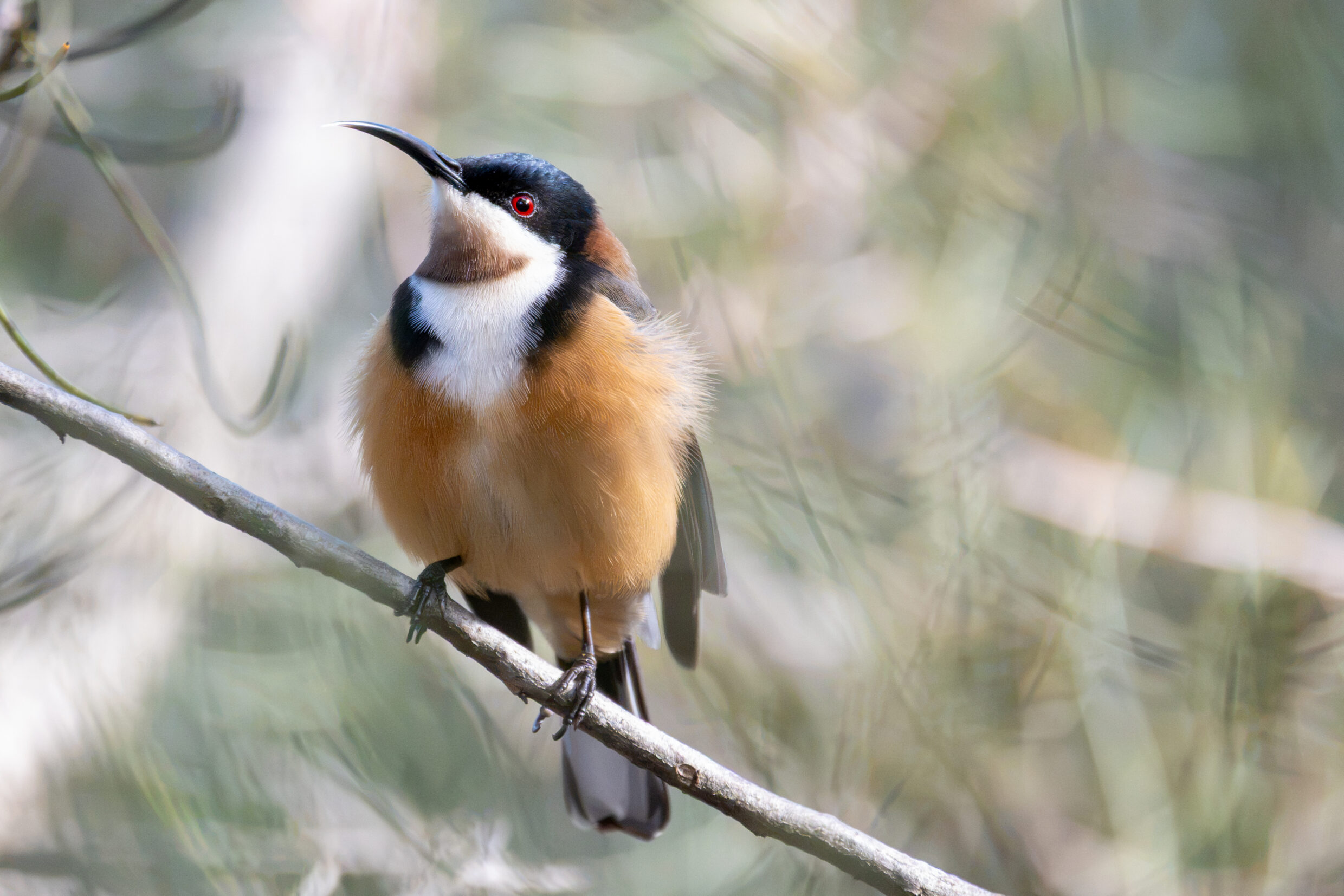 Secondary Colour Highly Commended - Ella Edwards, St Mary MacKillop College - Simply Spinebill