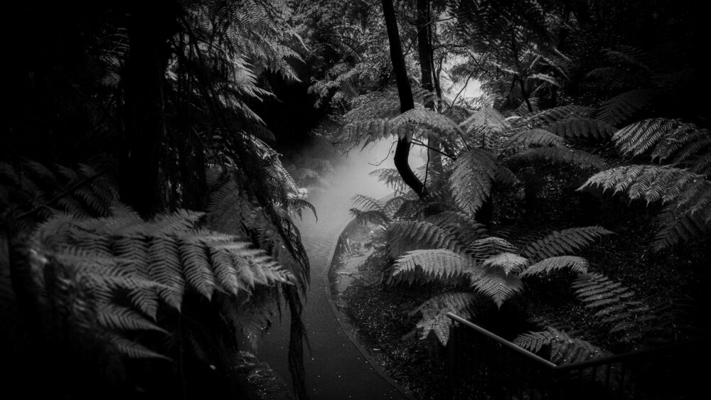 Secondary Monochrome First Prize Jake Hughes Marist College Canberra Whispers of the Forest