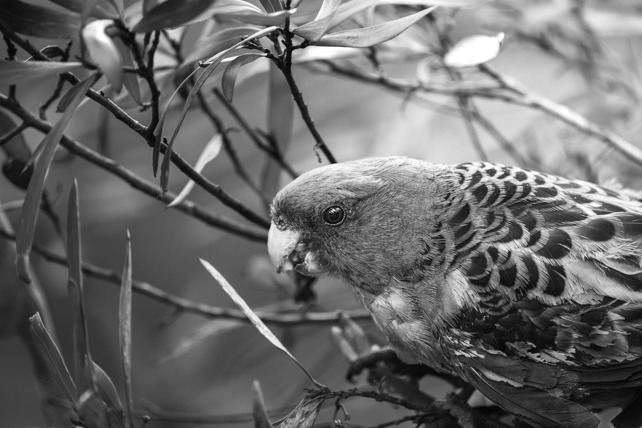 Secondary Monochrome Second Prize - Eric Porter, Narrabundah College - In the Rough