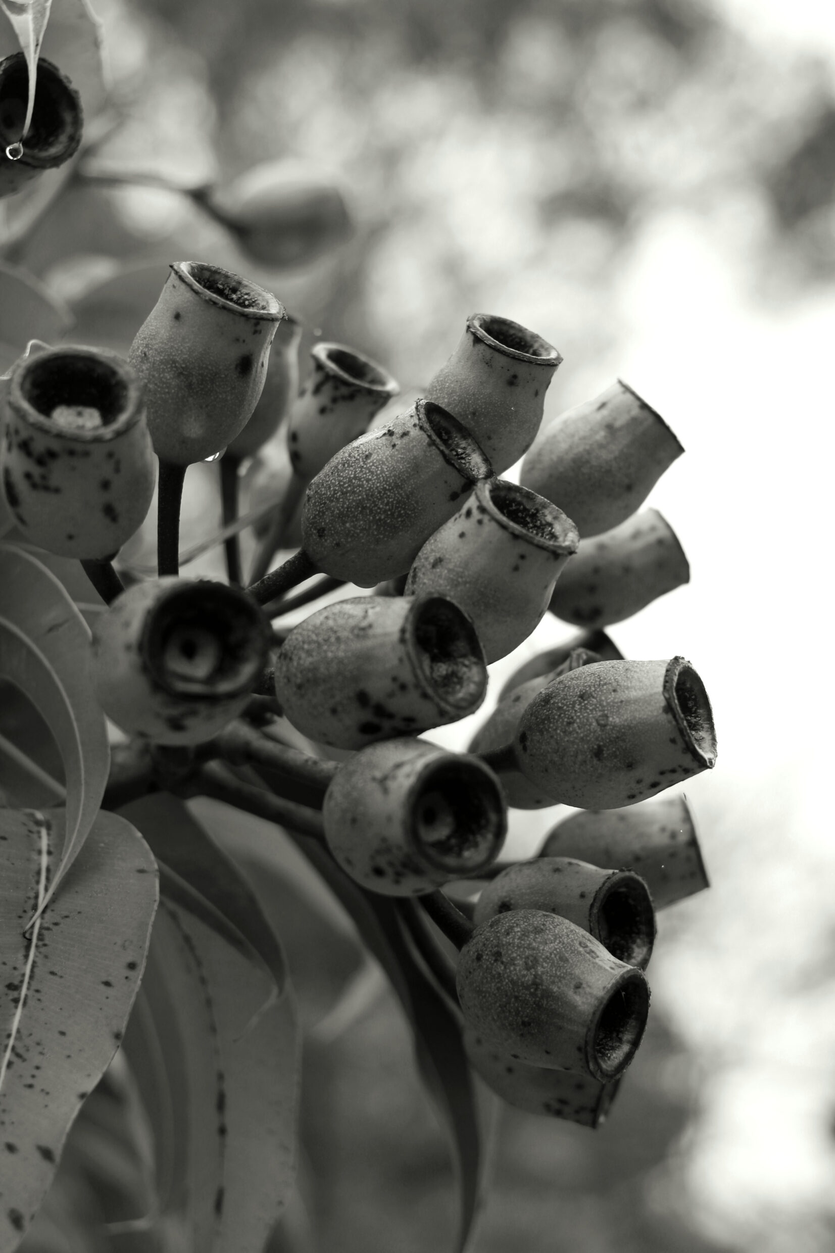 Secondary Monochrome Third Prize Jambay Loday UC Senior Secondary College Lake Ginninderra Seed Pods
