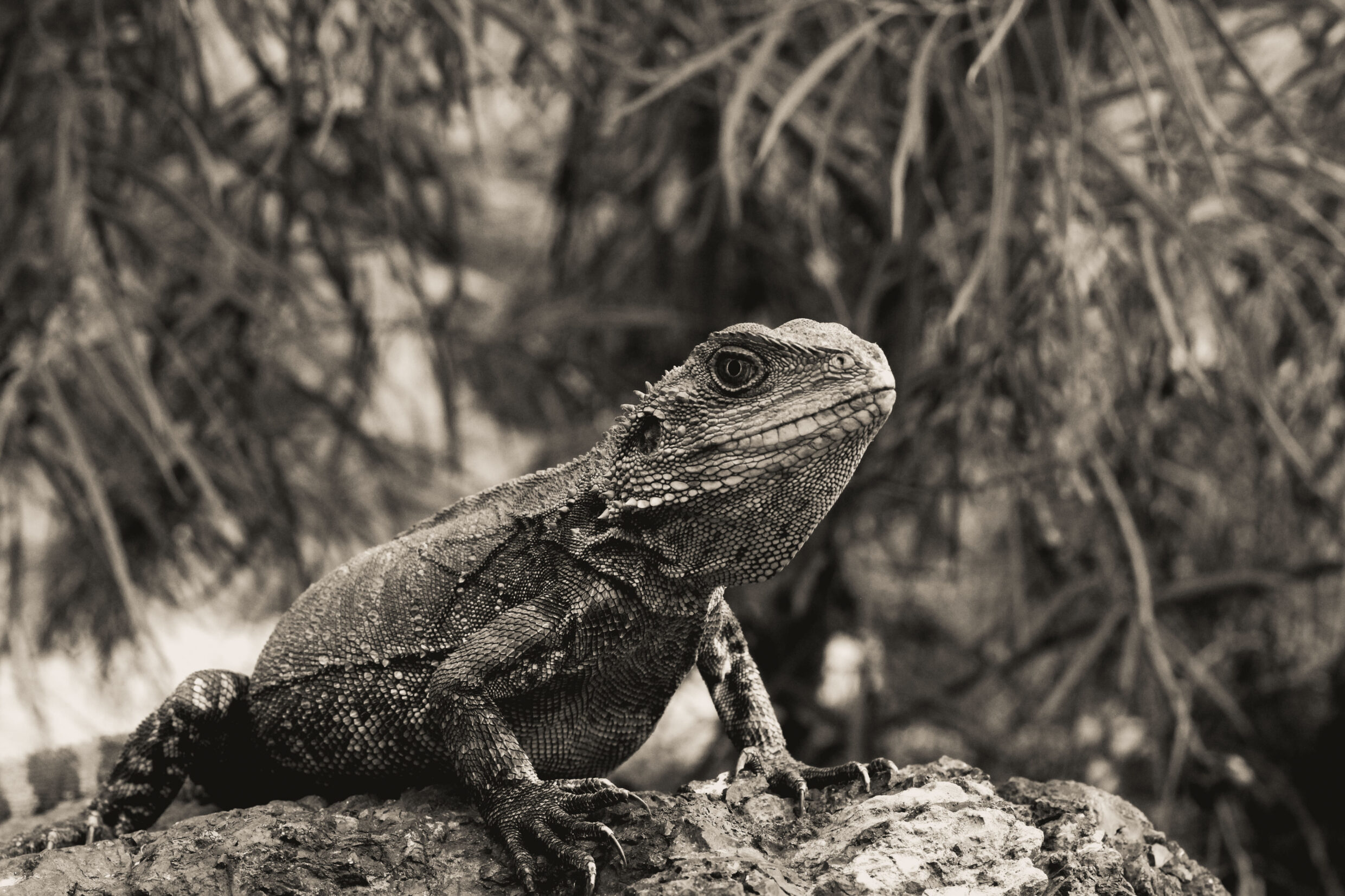 Secondary Monochrome Commended - Oliver Cronin, Alfred Deakin High School - Sentinel of the Wild