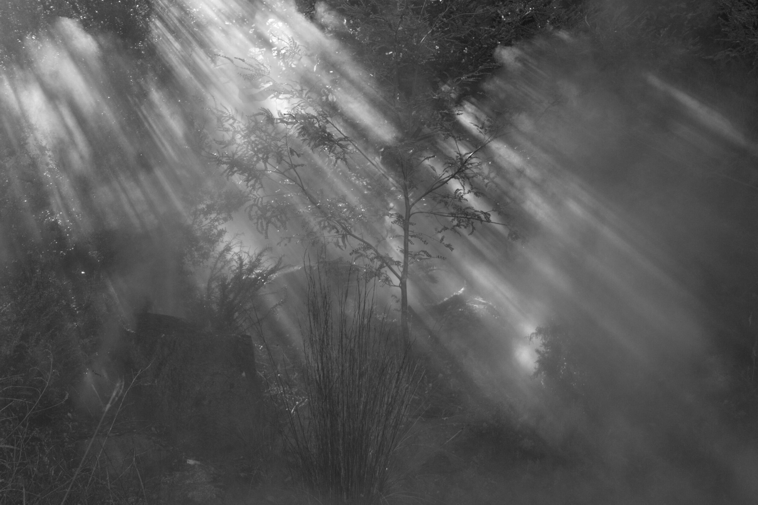 Secondary Monochrome Commended - William Campbell, Canberra College - Mist