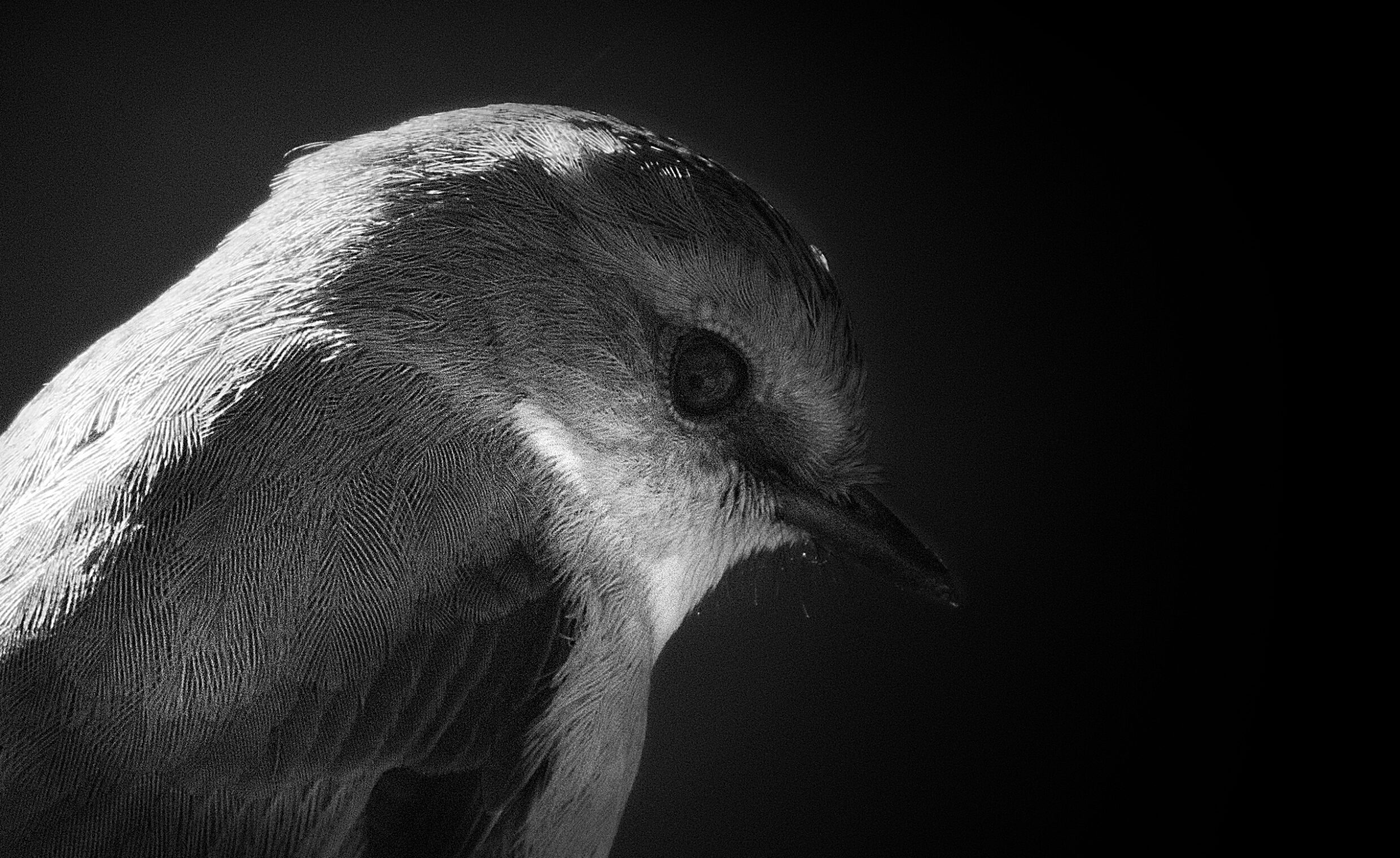 Secondary Monochrome Highly Commended - Dahamdith Subasinghe Mudiyanselage, Canberra College - Echoes of Silence