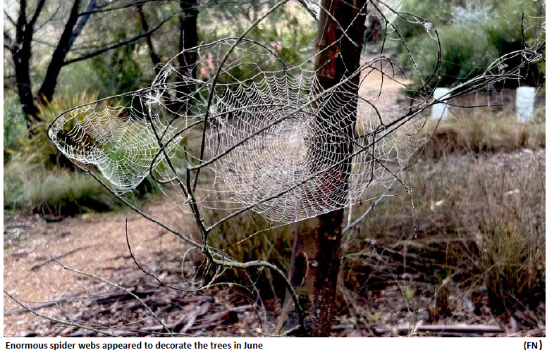 June spiderwebs at the Arboretum's STEP Garden