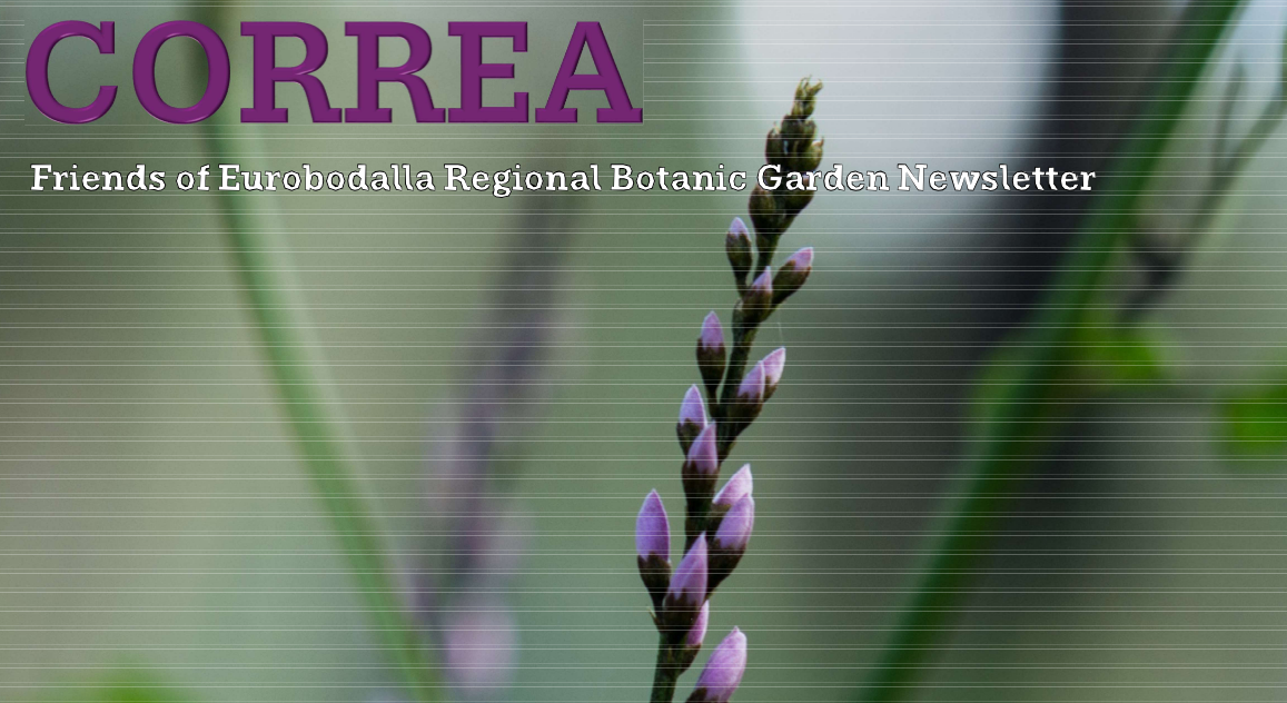 Cover of Spring 2026 Friends of Eurobodalla Regional Botanic Garden Correa Newsletter