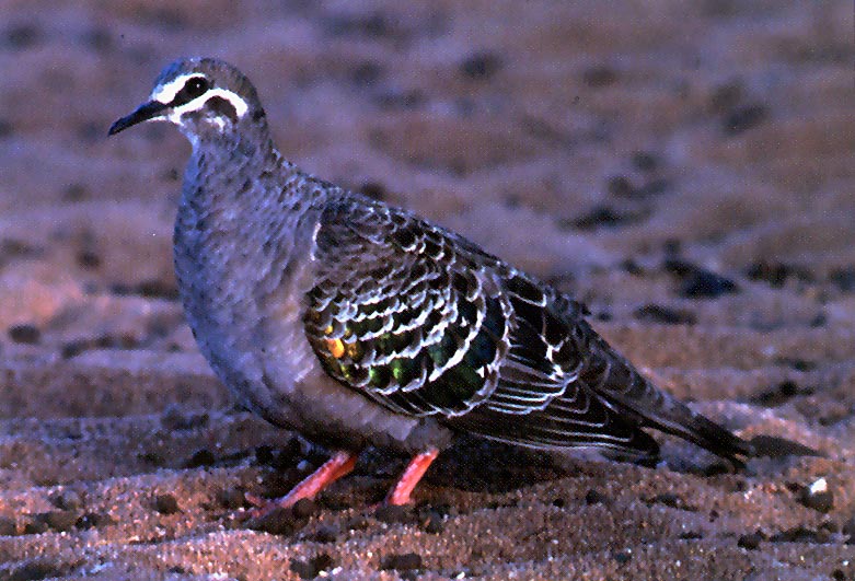 bronzewing