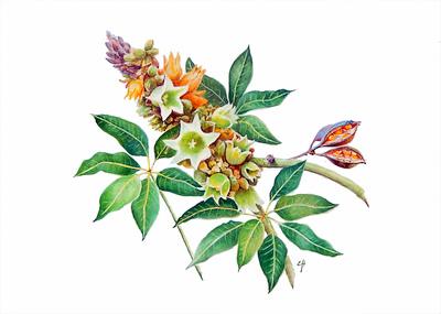 Brachychiton sp ‘Ormeau’ - watercolour by Eva Henry Brachychiton sp ‘Ormeau’ - watercolour by Eva Henry