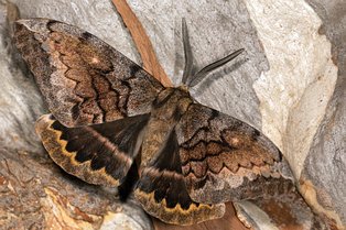 Chelepteryx collesi, an ACT resident which is widespread on the coast and tablelands of southeastern Australia 