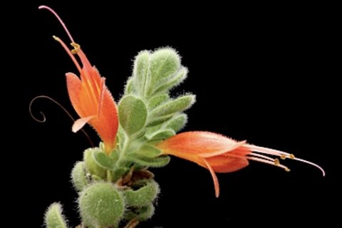 Eremophila splendens (photo: M_Fagg 2018, APII dig51322)