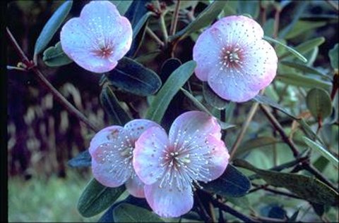 Eucryphia lucida 'Pink Cloud' (photo: ANBG G_Gillanders 1985, APII x598)