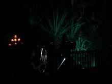 Sweet sounds in the Rainforest