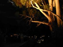 Ghosts amongst the Asteracae